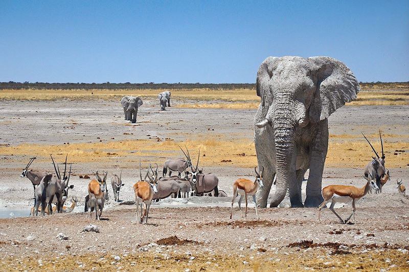 Parc national d'Etosha - Namibie