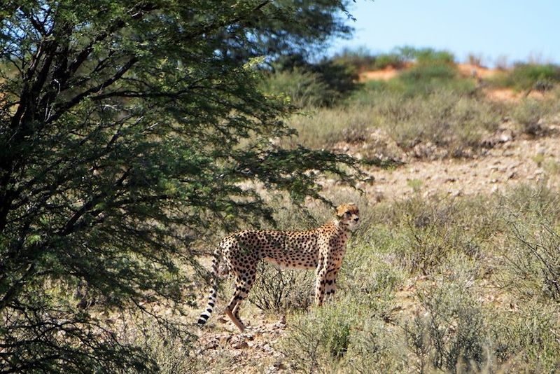 Douceur namibienne !