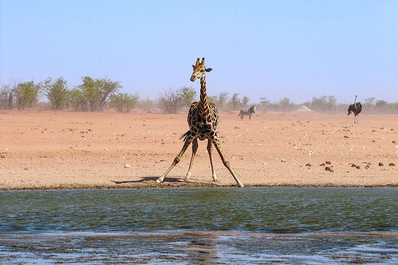 Douceur namibienne !