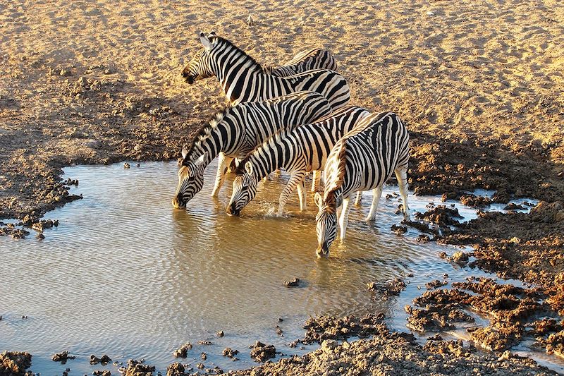 Zèbres à Etosha - Namibie