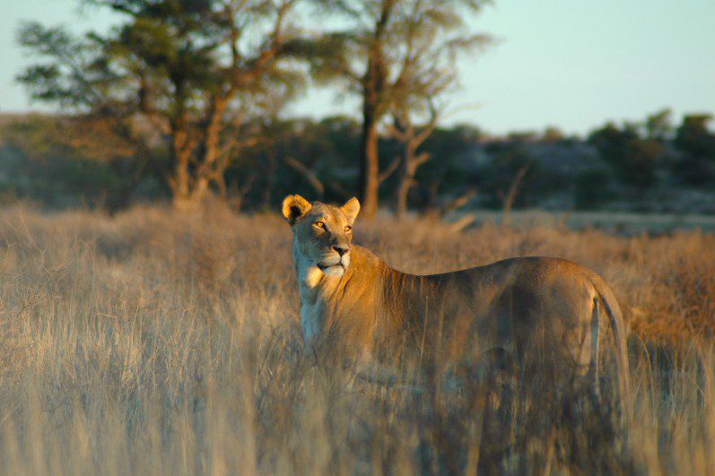 Parc transfrontalier de Kgalagadi - Namibie