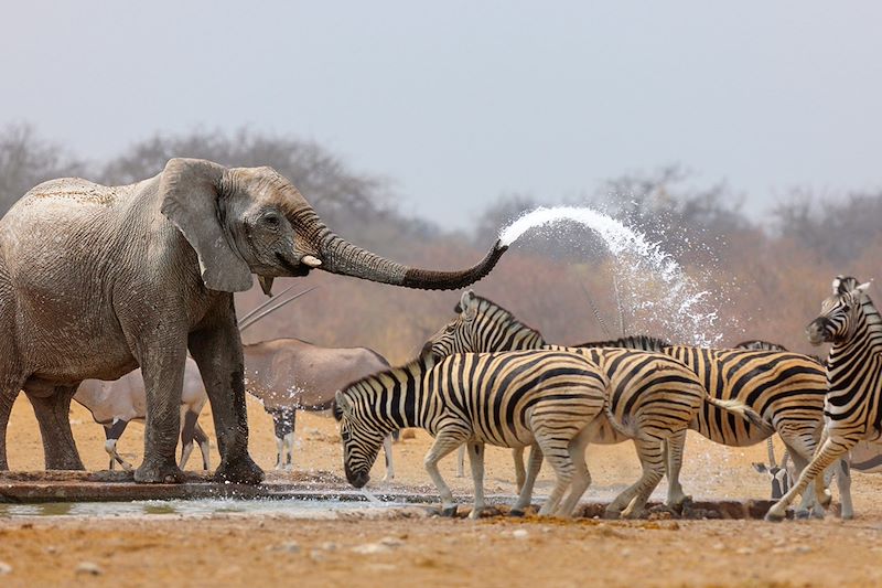 Parc national d'Etosha - Namibie