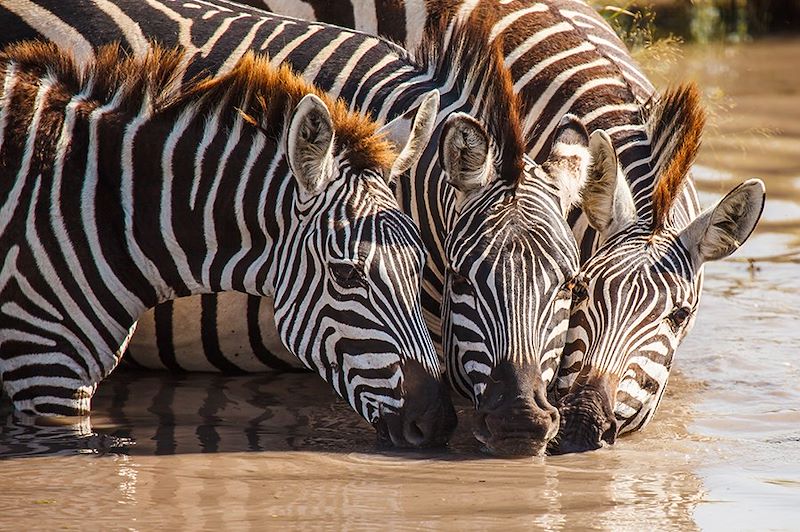 Zèbres dans le parc national d'Etosha - Namibie