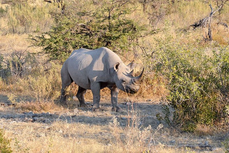 Rhinocéros au Parc National d'Etosha - Namibie