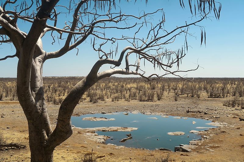 Parc national d'Etosha - Namibie