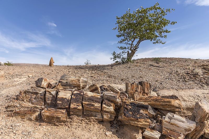 Forêt pétrifiée du Damaraland - Namibie