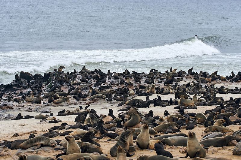 Colonie d'otaries à Cape Cross - Namibie