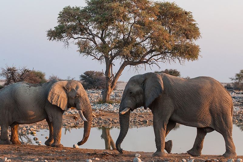 Éléphants s'abreuvant dans le parc national d'Etosha - Namibie