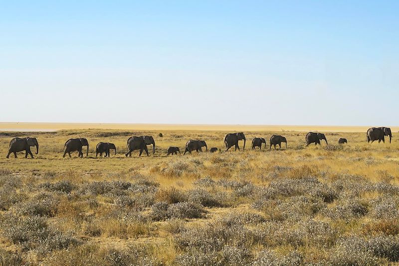 Éléphants au parc national d'Etosha - Kunene - Namibie