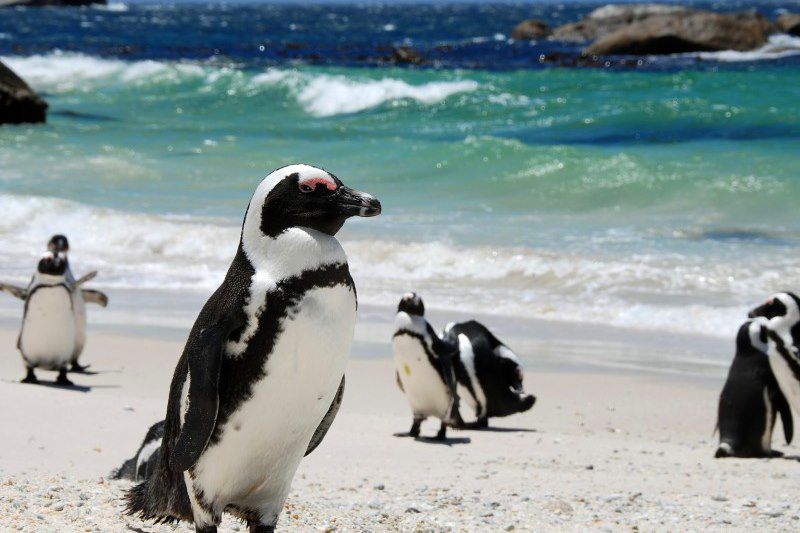 Environs de Simon's Town - Afrique du Sud