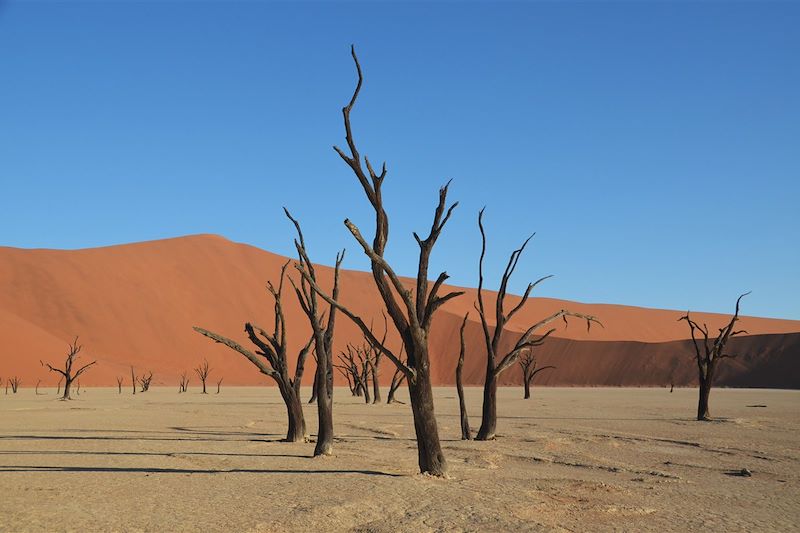 Dead Vlei - Dunes de Sossusvlei - Parc national du Namib-Naukluft - Namibie