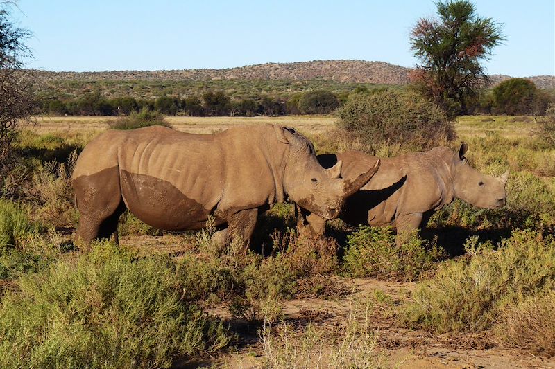 Rhinocéros - Namibie
