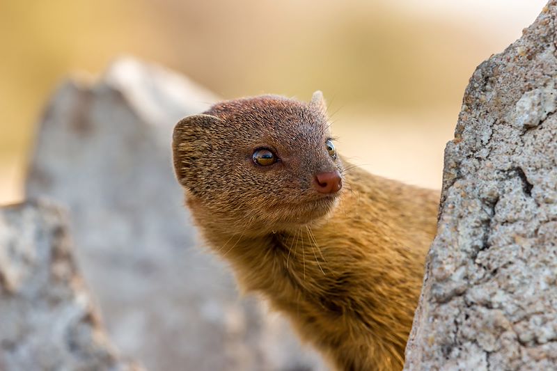 Mangouste jaune dans le parc national d'Etosha - Namibie