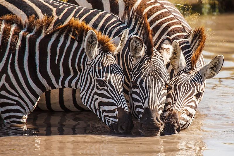 Zèbres dans le parc national d'Etosha - Namibie