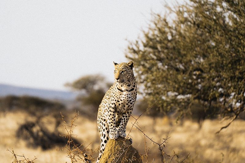 Léopard - Namibie