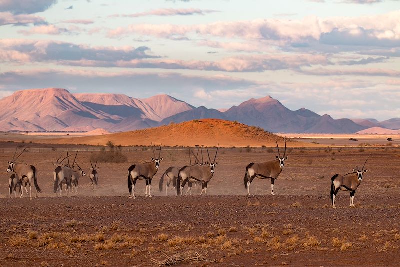 Oryx dans le désert du Namib - Namibie