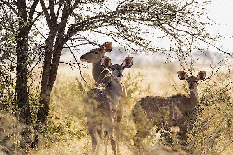 Koudous à Etosha - Namibie