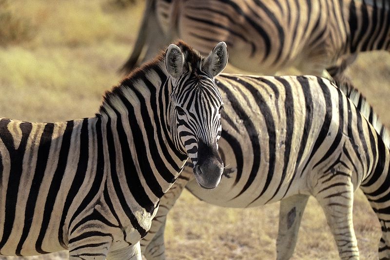 Zèbres à Etosha - Namibie