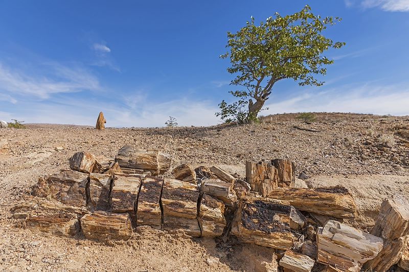 Forêt Pétrifiée du Damaraland - Namibie