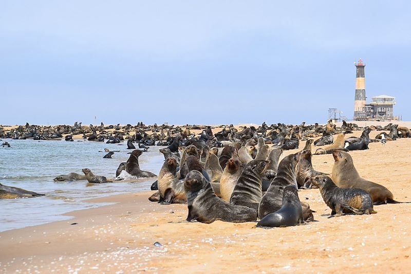 Otaries à Walvis Bay - Namibie