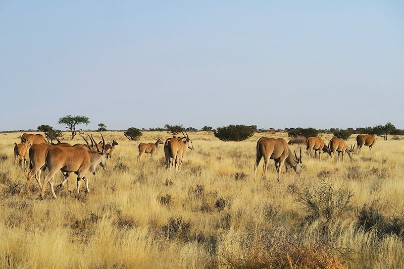 Troupeau d'antilopes - Désert du Kalahari - Namibie