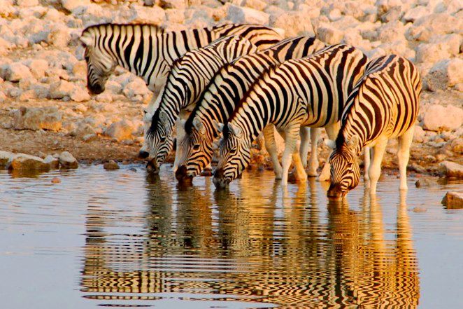 Parc national d'Etosha - Namibie