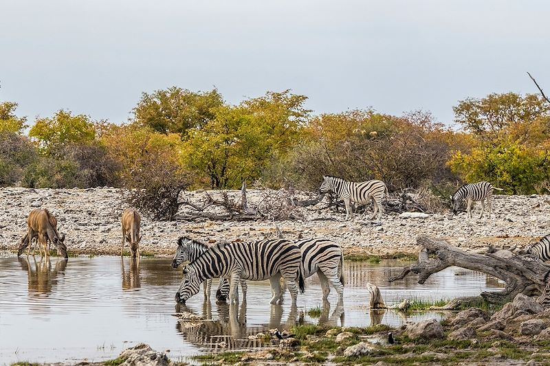 Zèbres et grands koudous au point d'eau de Goas - Etosha - Namibie