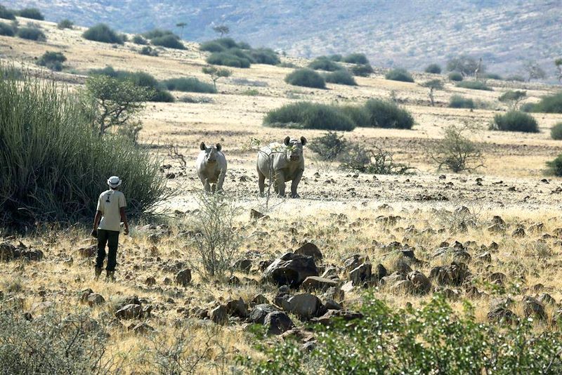 Rhinocéros en milieu naturel - Palmwag - Namibie