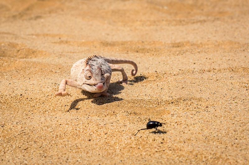 Caméleon en chasse - Namibie
