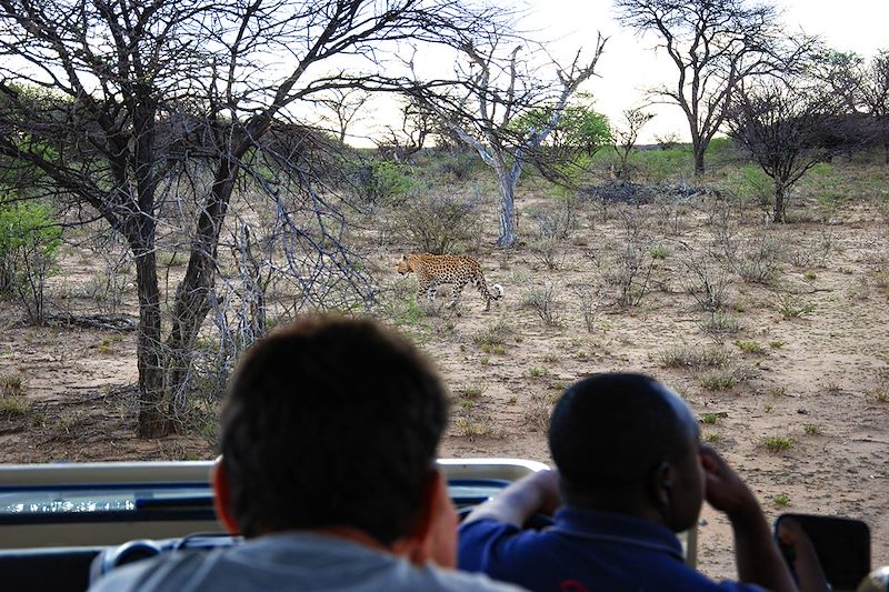 Léopard dans la Réserve privée Okonjima - Namibie