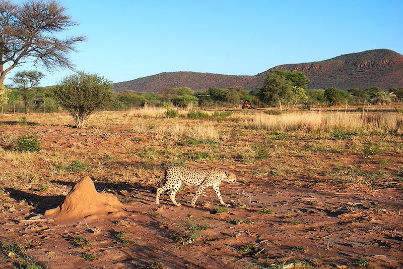 Guépard dans la Réserve privée Okonjima - Namibie