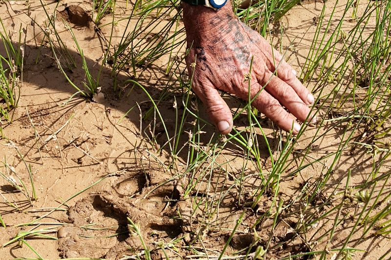 Observation des traces d'un lion - Namibie
