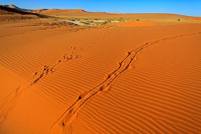Traces de Springbok sur une dune - Désert de Namib - Namibie