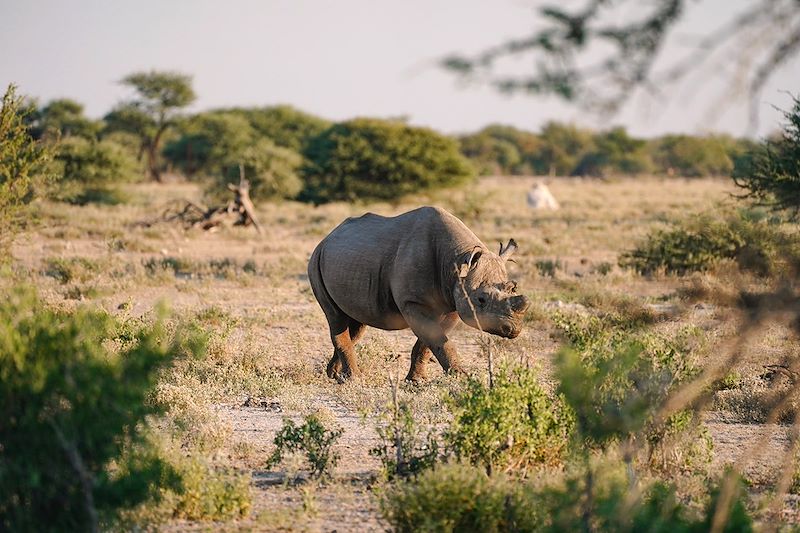 Rhinocéros noir - Namibie
