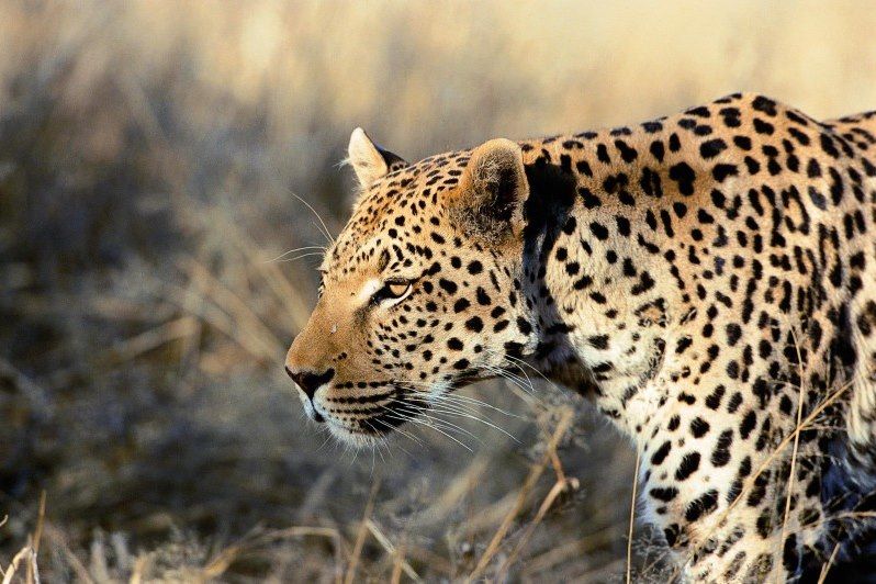 Désert du Namib et faune d'Etosha !