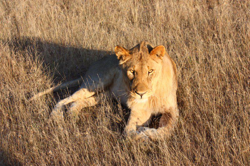 Etosha Ouest - Namibie