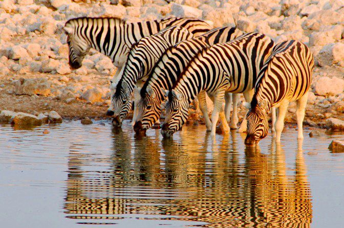 Parc national d'Etosha - Namibie