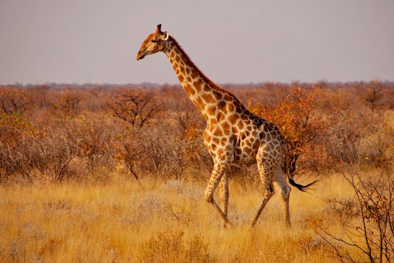 Etosha - Namibie