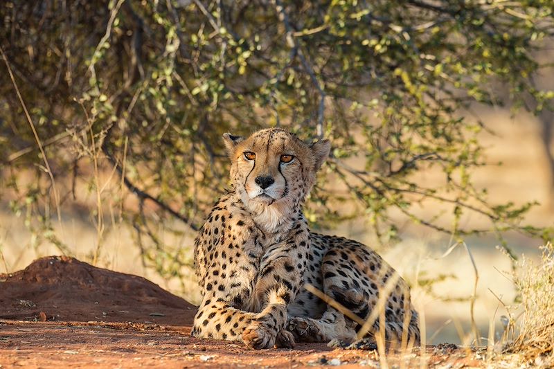 Guépard - Réserve naturelle d'Okonjima - Namibie