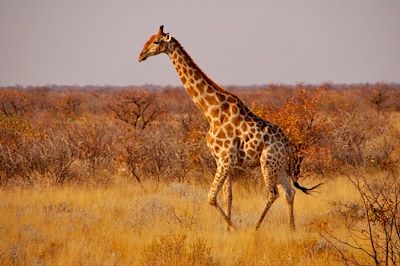 Grande découverte de la Namibie ! 4