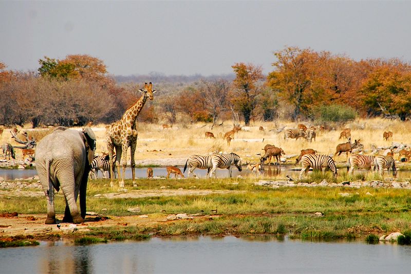 Parc national d'Etosha - Namibie