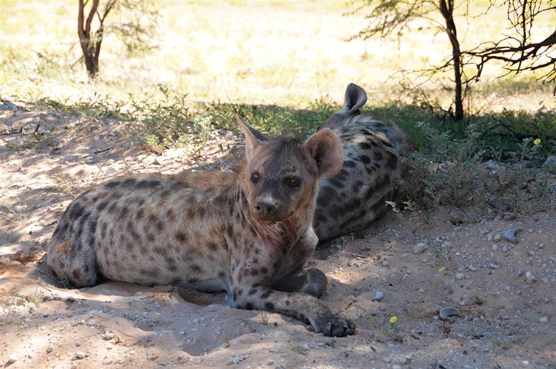 Hyènes dans le désert du Kalahari - Namibie