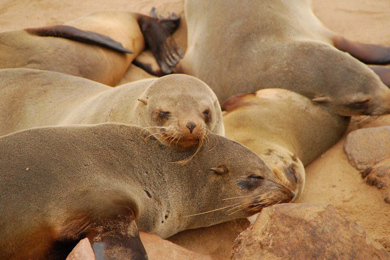 Cape Cross - Namibie