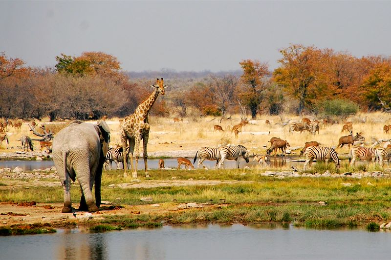 De la Namibie à Victoria Falls