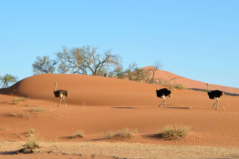 Autruches dans le désert du Namib - Namibie