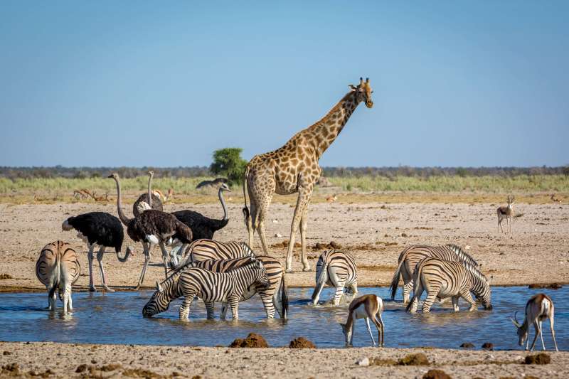 L'aventure transnamibienne 