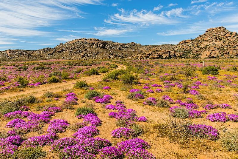 Paysage de la région du Namaqualand - Afrique du Sud