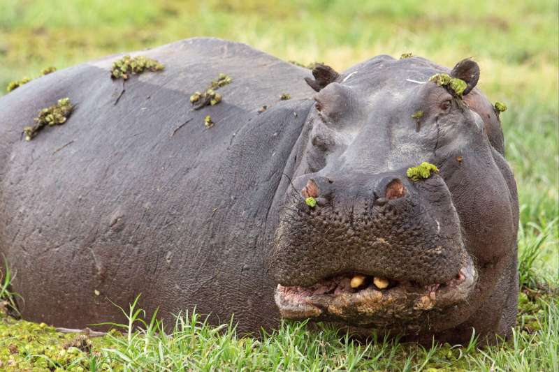 Hippopotame - Botswana