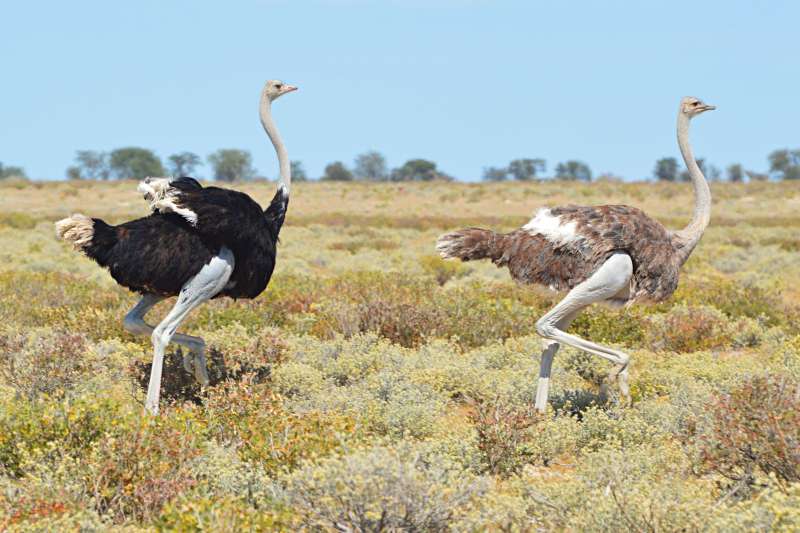 BushTrip de Windhoek au Cap