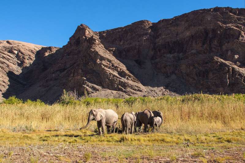 Éléphants dans l'oued Hoanib - Namibie